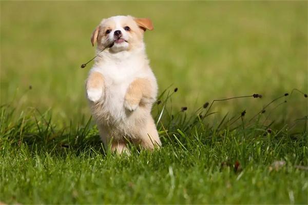 训练茶杯犬需要注意什么？ - 悠悠酷狗网