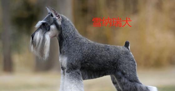 尾巴翘起来的狗——哈士奇(探索哈士奇独特的尾巴姿态)(图3) 尾巴翘起来的狗——哈士奇(探索哈士奇独特的尾巴姿态)(图3)