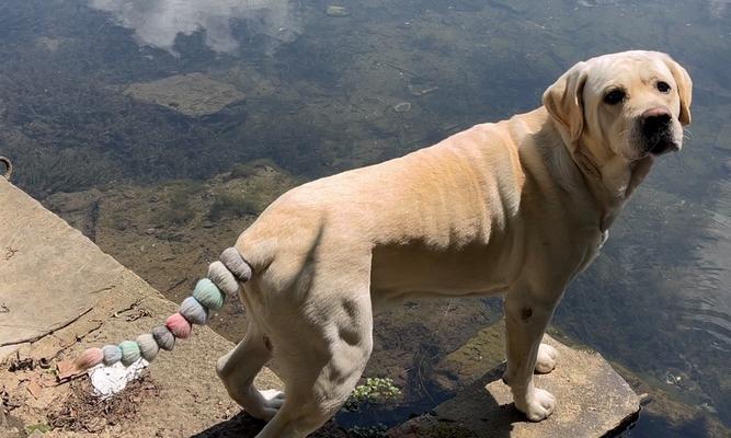 尾巴翘起来的狗——哈士奇(探索哈士奇独特的尾巴姿态)(图2) 尾巴翘起来的狗——哈士奇(探索哈士奇独特的尾巴姿态)(图2)