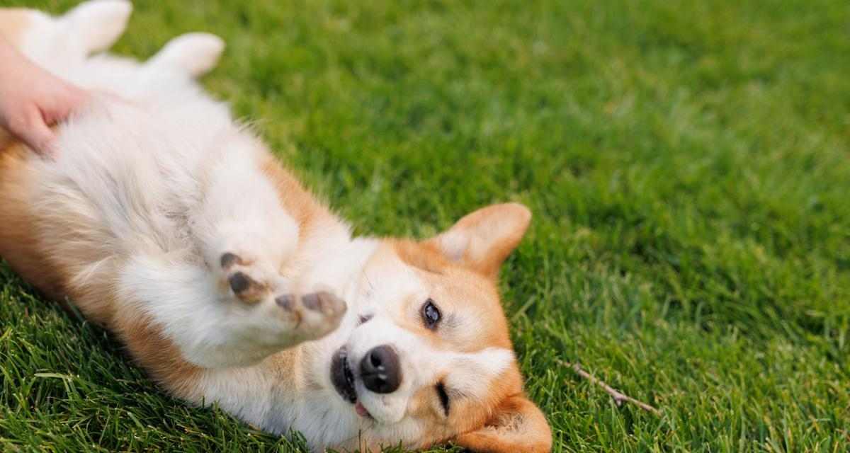 尾巴翘起来的狗——哈士奇(探索哈士奇独特的尾巴姿态)(图1) 尾巴翘起来的狗——哈士奇(探索哈士奇独特的尾巴姿态)(图1)