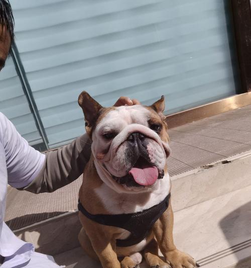 解读以法斗下巴的深层寓意(探索法斗下巴在外貌和个性中的独特象征意义)(图1) 解读以法斗下巴的深层寓意(探索法斗下巴在外貌和个性中的独特象征意义)(图1)