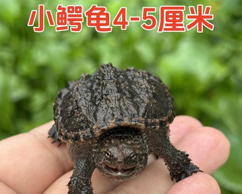 小鳄鱼龟不吃东西?怎么办?(饲养小鳄鱼龟需要注意的关键问题及解决方法)(图3) 小鳄鱼龟不吃东西?怎么办?(饲养小鳄鱼龟需要注意的关键问题及解决方法)(图3)