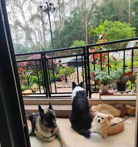 接小狗回家的准备与注意事项(为宠物狗的到来做好充分准备)(图3) 接小狗回家的准备与注意事项(为宠物狗的到来做好充分准备)(图3)