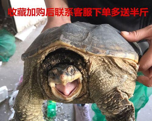 小鳄鱼龟不吃东西?怎么办?(饲养小鳄鱼龟需要注意的关键问题及解决方法)(图2) 小鳄鱼龟不吃东西?怎么办?(饲养小鳄鱼龟需要注意的关键问题及解决方法)(图2)