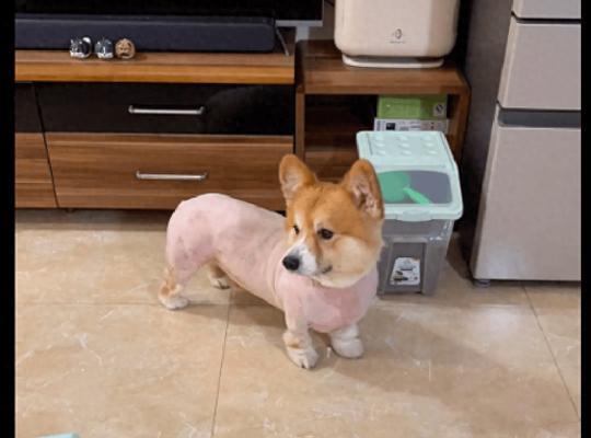 柯基毛什么时候变厚?(探究柯基毛量增加的原因及适当护理方法)(图2) 柯基毛什么时候变厚?(探究柯基毛量增加的原因及适当护理方法)(图2)