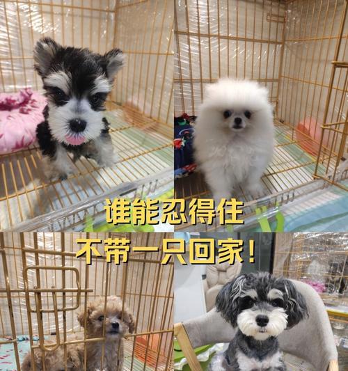 接小狗回家的准备与注意事项(为宠物狗的到来做好充分准备)(图2) 接小狗回家的准备与注意事项(为宠物狗的到来做好充分准备)(图2)