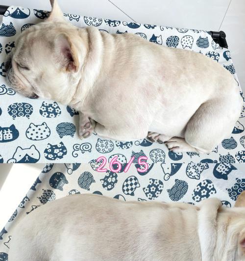 解读以法斗下巴的深层寓意(探索法斗下巴在外貌和个性中的独特象征意义)(图3) 解读以法斗下巴的深层寓意(探索法斗下巴在外貌和个性中的独特象征意义)(图3)