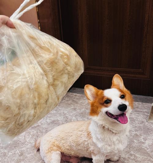 柯基毛什么时候变厚?(探究柯基毛量增加的原因及适当护理方法)(图3) 柯基毛什么时候变厚?(探究柯基毛量增加的原因及适当护理方法)(图3)