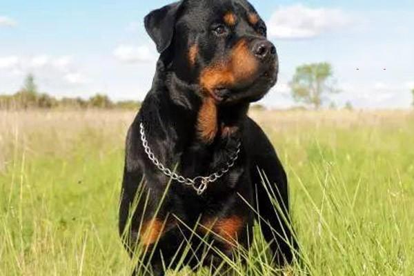 狗狗盐中毒 犬猫亚硝酸盐中毒(图2)