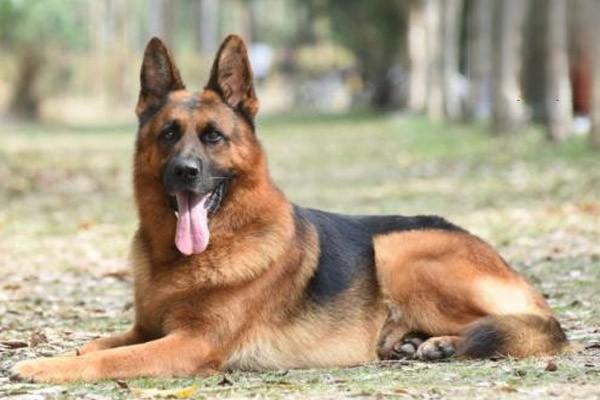 狗狗食物中毒症状 犬猫食物中毒(图2)