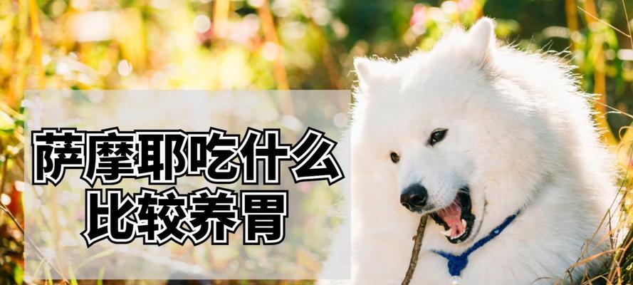 如何正确给萨摩耶进行训练饮食安排？（萨摩耶训练中的饮食要点与技巧）(图2)