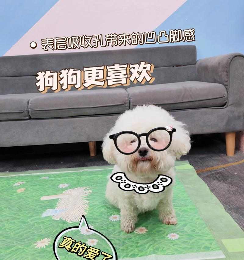 接小狗回家的准备与注意事项（为宠物狗的到来做好充分准备） - 悠悠酷狗网