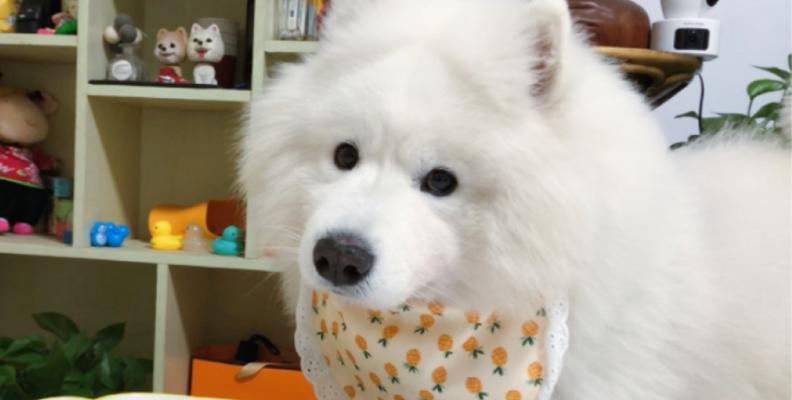 如何正确给萨摩耶进行训练饮食安排？（萨摩耶训练中的饮食要点与技巧）(图3)