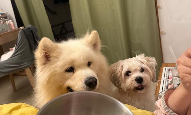 如何正确给萨摩耶进行训练饮食安排？（萨摩耶训练中的饮食要点与技巧） - 悠悠酷狗网