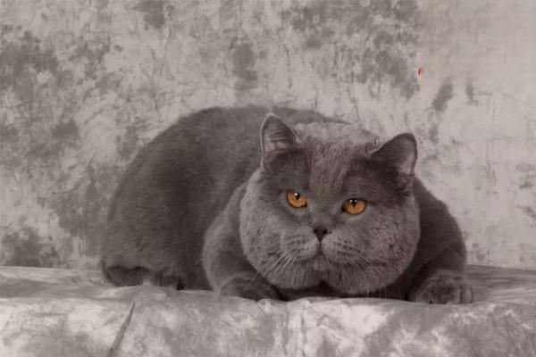 犬猫灭鼠灵中毒症状 犬猫灭鼠灵中毒(图2)