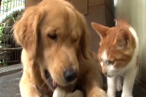 犬猫食盐中毒 - 悠悠酷狗网