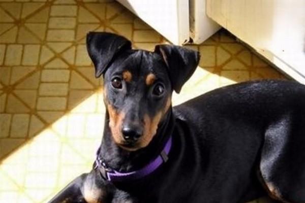 狗食盐中毒 犬猫食盐中毒(图2)