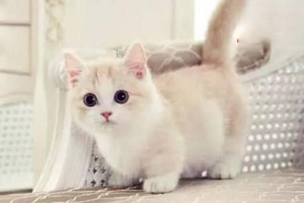 犬猫洋葱中毒 - 悠悠酷狗网