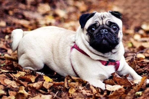 犬猫洋葱中毒治疗方案 犬猫洋葱中毒(图2)