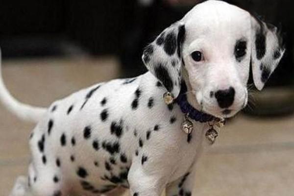 犬猫铅中毒治疗方案 犬猫铅中毒(图2)