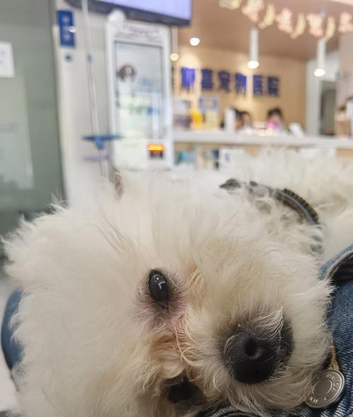 宠物犬疫苗接种的最佳时间（了解适宜接种狗狗疫苗的时机）(图3)