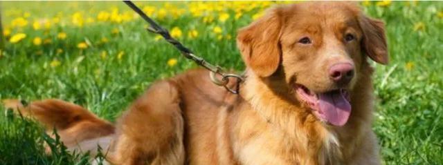 宠物犬疫苗接种的最佳时间（了解适宜接种狗狗疫苗的时机）(图2)