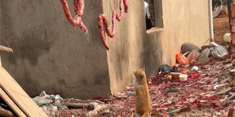 猫咪贪吃引发的疾病及预防措施(图2) 猫咪贪吃引发的疾病及预防措施(图2)