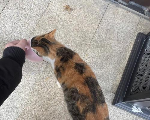 猫咪贪吃引发的疾病及预防措施(图3) 猫咪贪吃引发的疾病及预防措施(图3)