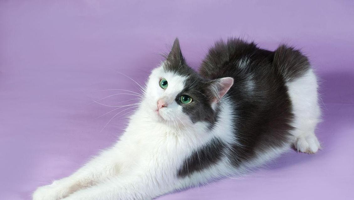 揭秘猫舌头紫色的原因（探索猫舌头变紫的奥秘，神秘又有趣） - 悠悠酷狗网