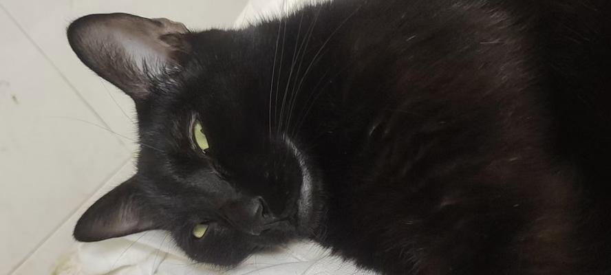 猫咪的成长历程（猫咪成长的关键阶段及早期行为特点）(图3)