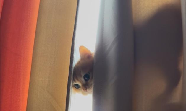 猫咪的成长历程（猫咪成长的关键阶段及早期行为特点）(图2)