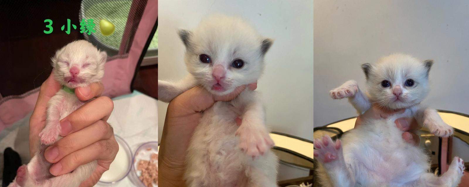 猫咪的成长历程（猫咪成长的关键阶段及早期行为特点） - 悠悠酷狗网