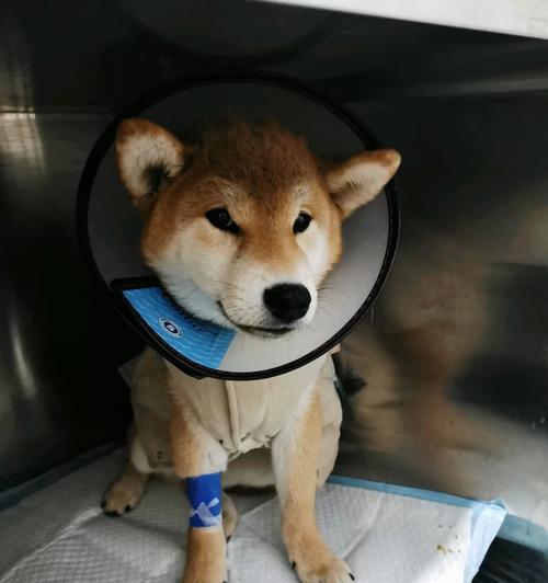 狗得细小后如何补血（科学饮食助犬病康复） - 悠悠酷狗网