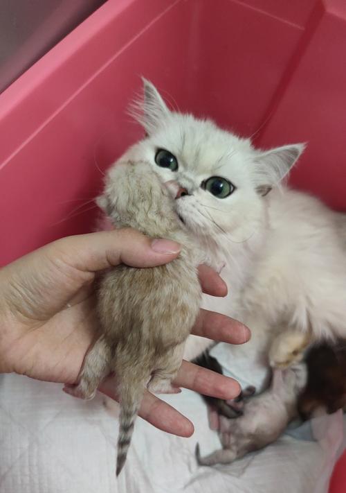 以金色为主题的金吉拉之美(金吉拉璀璨夺目,金色之美绽放全身)(图1) 以金色为主题的金吉拉之美(金吉拉璀璨夺目,金色之美绽放全身)(图1)