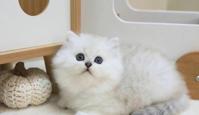 以金色为主题的金吉拉之美(金吉拉璀璨夺目,金色之美绽放全身)(图3) 以金色为主题的金吉拉之美(金吉拉璀璨夺目,金色之美绽放全身)(图3)