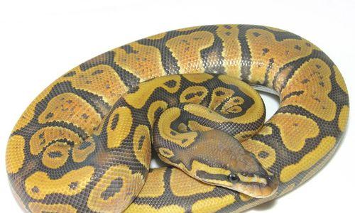 以球莽能吃什么（探究以球莽的饮食习惯及可食用食物）(图2)