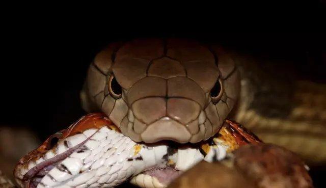 以球莽能吃什么（探究以球莽的饮食习惯及可食用食物） - 悠悠酷狗网