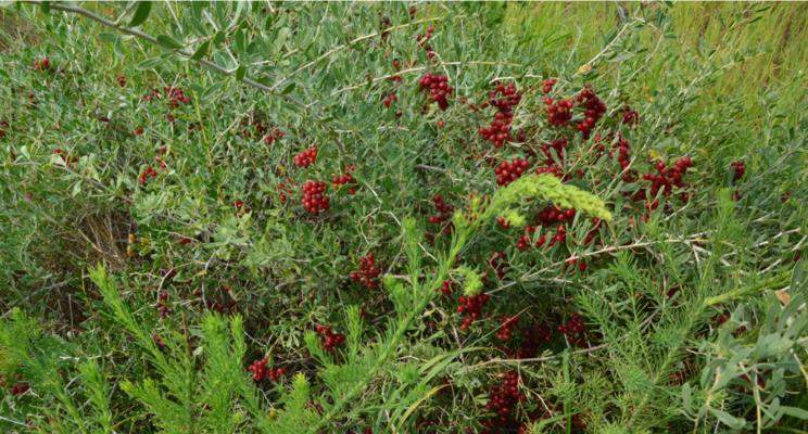 狗刺的药用价值及其相关研究进展（探究狗刺的药用潜力和应用前景） - 悠悠酷狗网