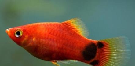 以喂养小鱼为主题的养鱼技巧剖析（小鱼养护的秘诀与方法，助您打造绚丽鱼缸） - 悠悠酷狗网