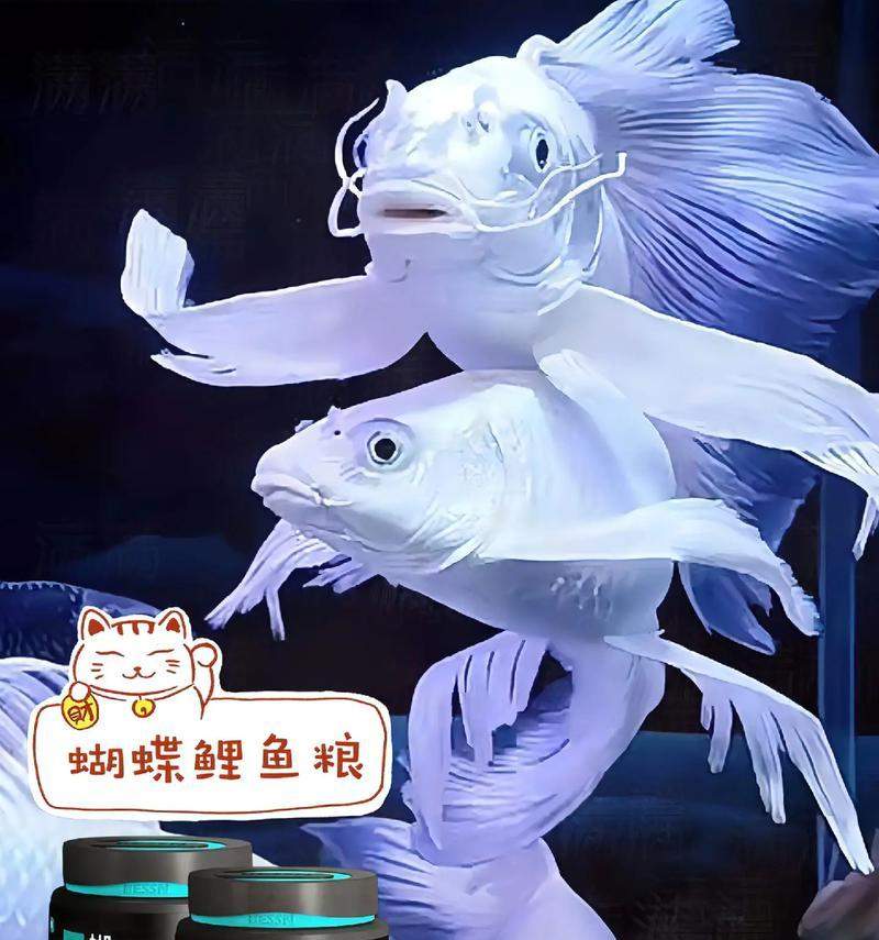 以喂养小鱼为主题的养鱼技巧剖析（小鱼养护的秘诀与方法，助您打造绚丽鱼缸）(图2)