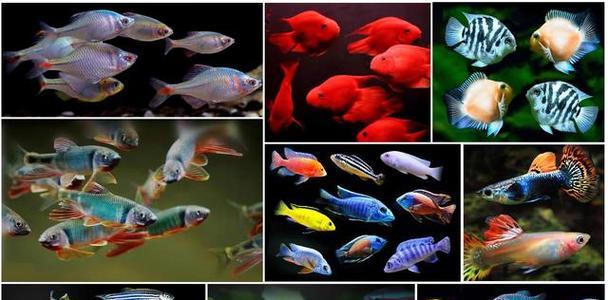 以喂养小鱼为主题的养鱼技巧剖析（小鱼养护的秘诀与方法，助您打造绚丽鱼缸）(图3)