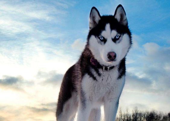 哈士奇为什么喜欢吃草？（揭秘哈士奇吃草的原因与后果） - 悠悠酷狗网