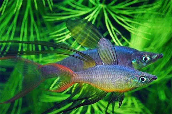 有水草的鱼缸要增氧吗? 有水草的鱼缸要增氧吗?(图2)