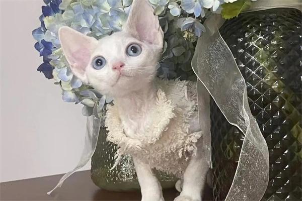 怎么知道自己是否对猫咪过敏？(图2)