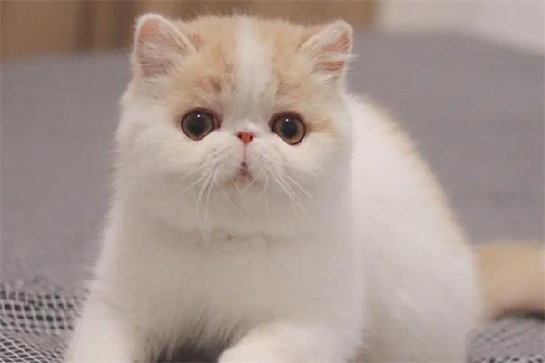 折耳猫的寿命 折耳猫寿命一般多少年?(图2)