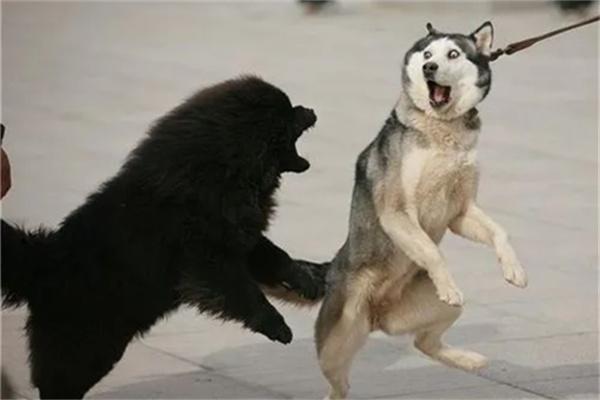 哈士奇的优缺点有哪些？(图2)