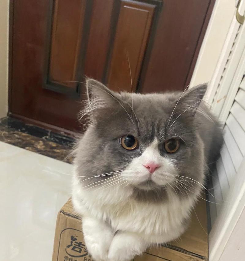 猫为什么突然尿在床上?(探究猫突然改变尿尿习惯的原因和解决办法)(图2) 猫为什么突然尿在床上?(探究猫突然改变尿尿习惯的原因和解决办法)(图2)