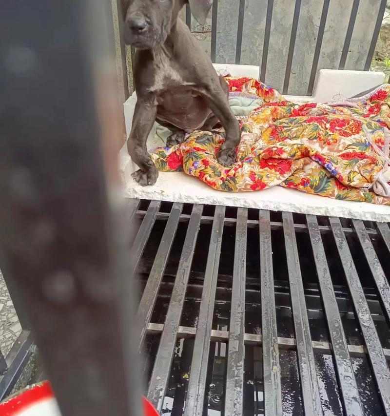 狗塌蹄之谜（揭秘狗塌蹄现象的原因与影响）(图3)