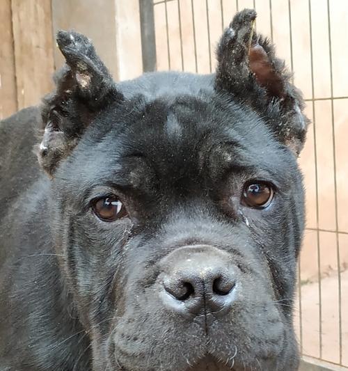 狗塌蹄之谜（揭秘狗塌蹄现象的原因与影响）(图2)