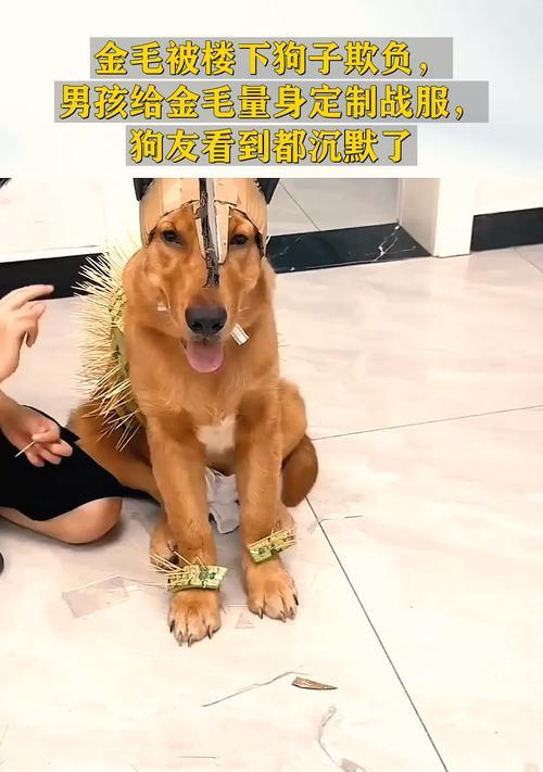 养金毛犬需注意的要点（如何正确照顾你的金毛宝贝）(图3)